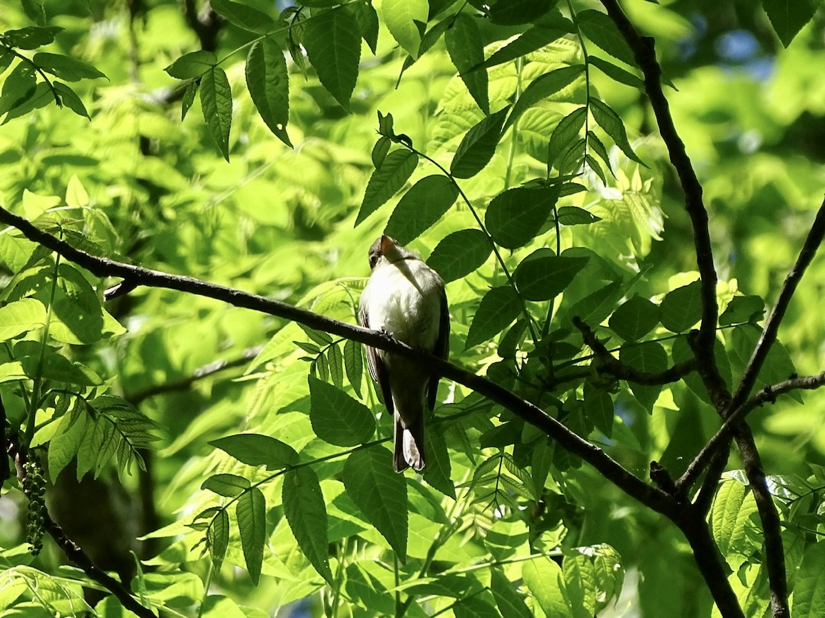 Eastern Wood-Pewee - ML332600751