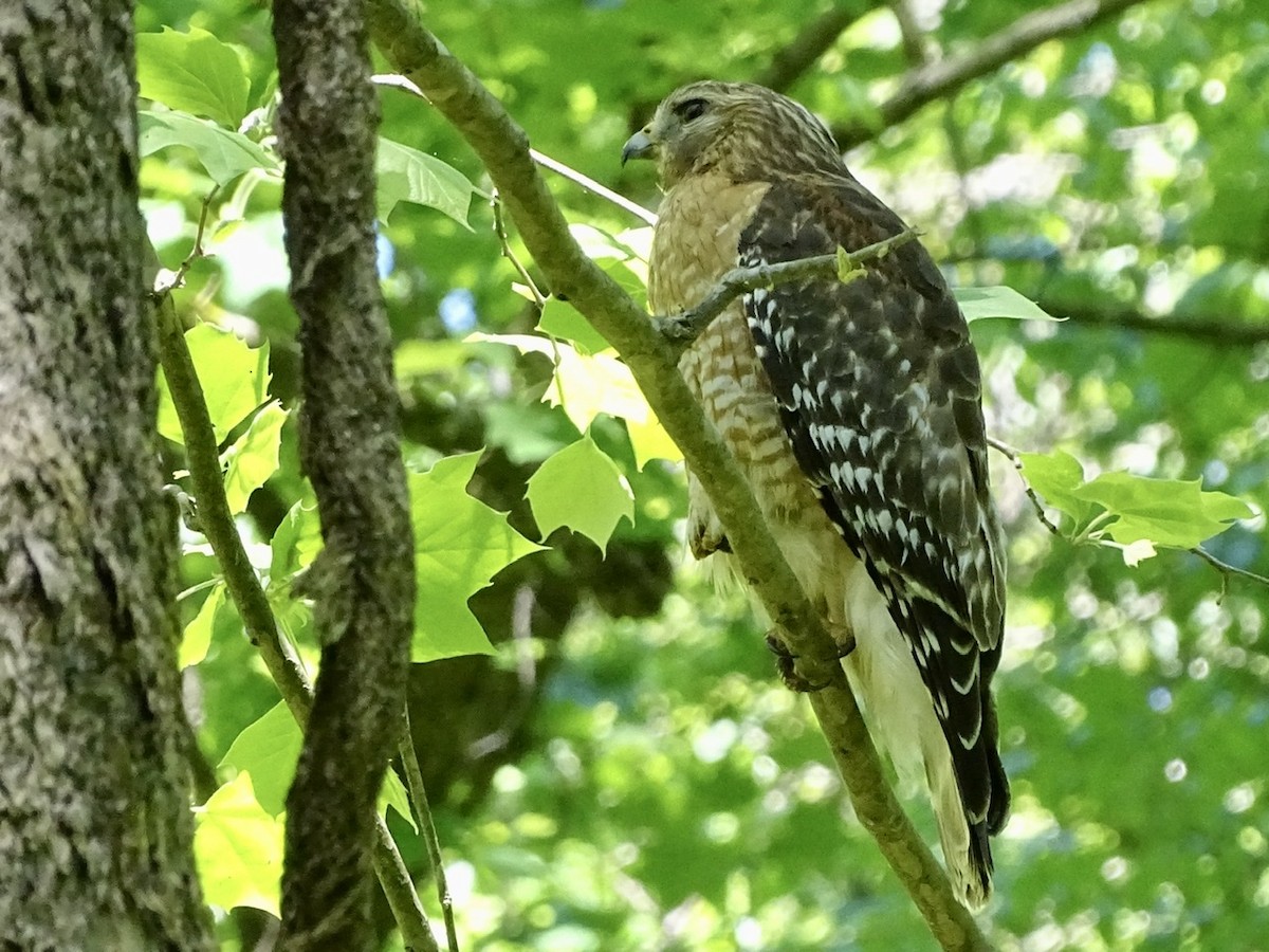 Red-shouldered Hawk - ML332600761