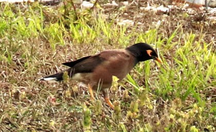 Common Myna - ML332600941