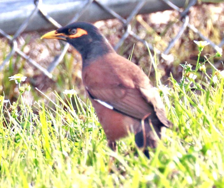 Common Myna - ML332601171