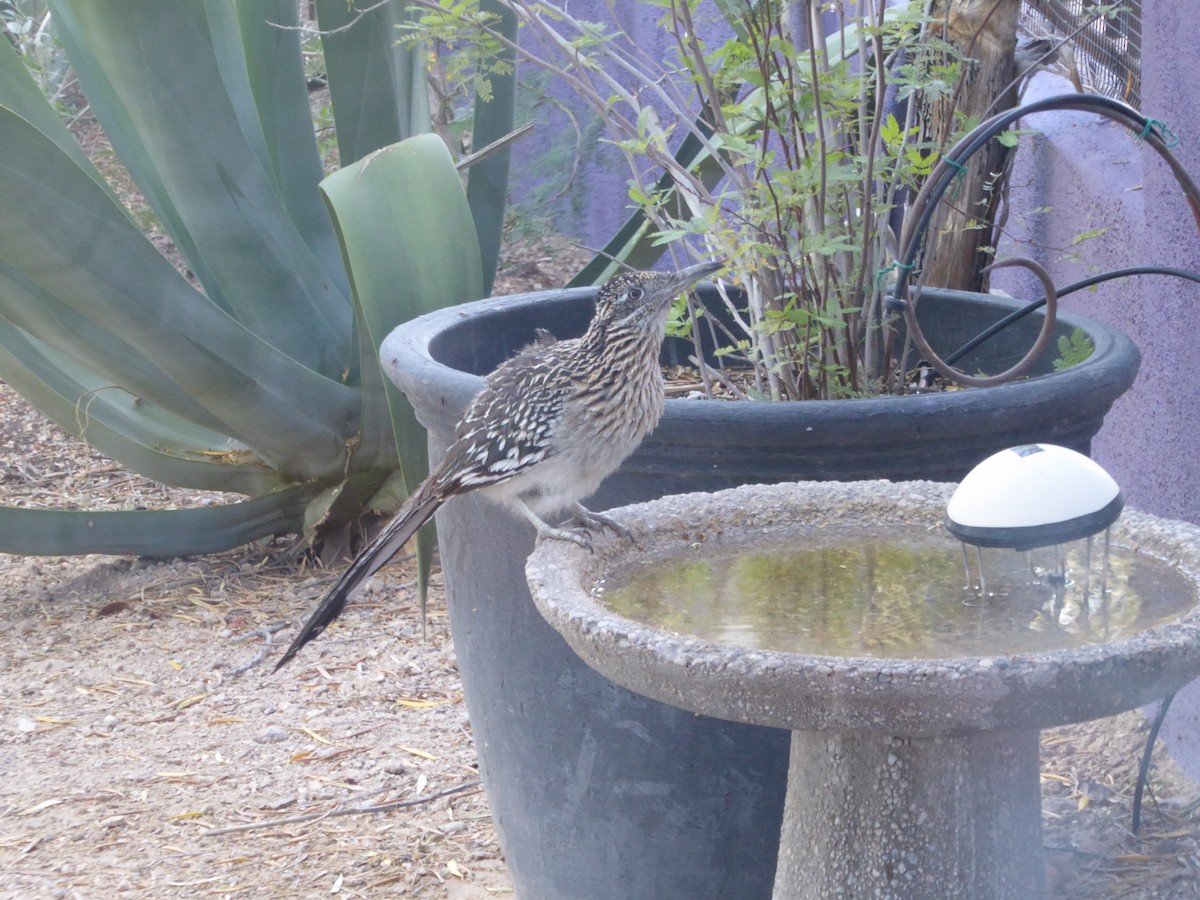 Greater Roadrunner - ML332601291