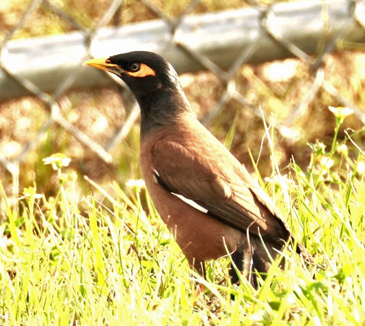 Common Myna - Iliana Stokes