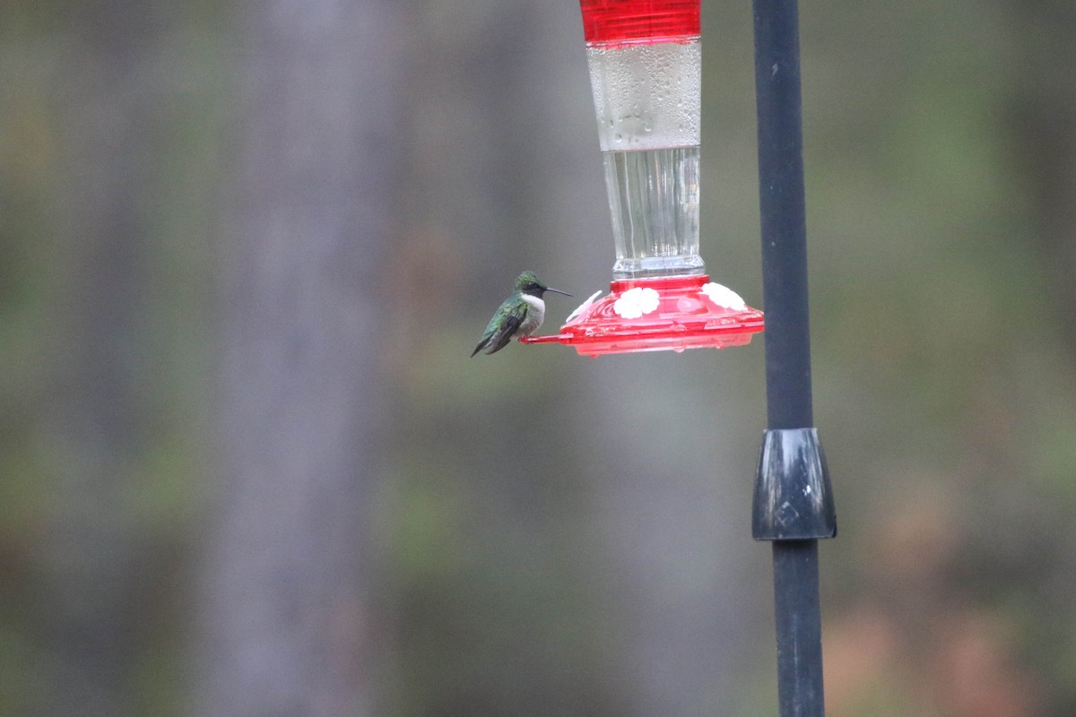 Ruby-throated Hummingbird - ML332601661