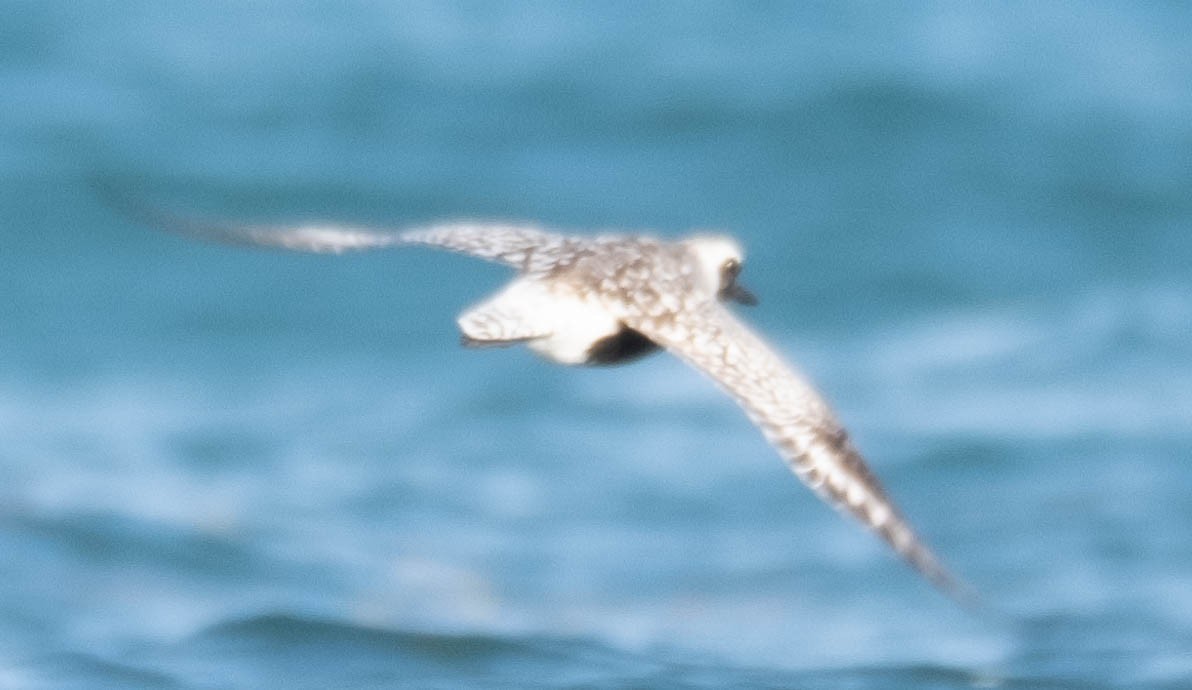 Black-bellied Plover - ML332604101