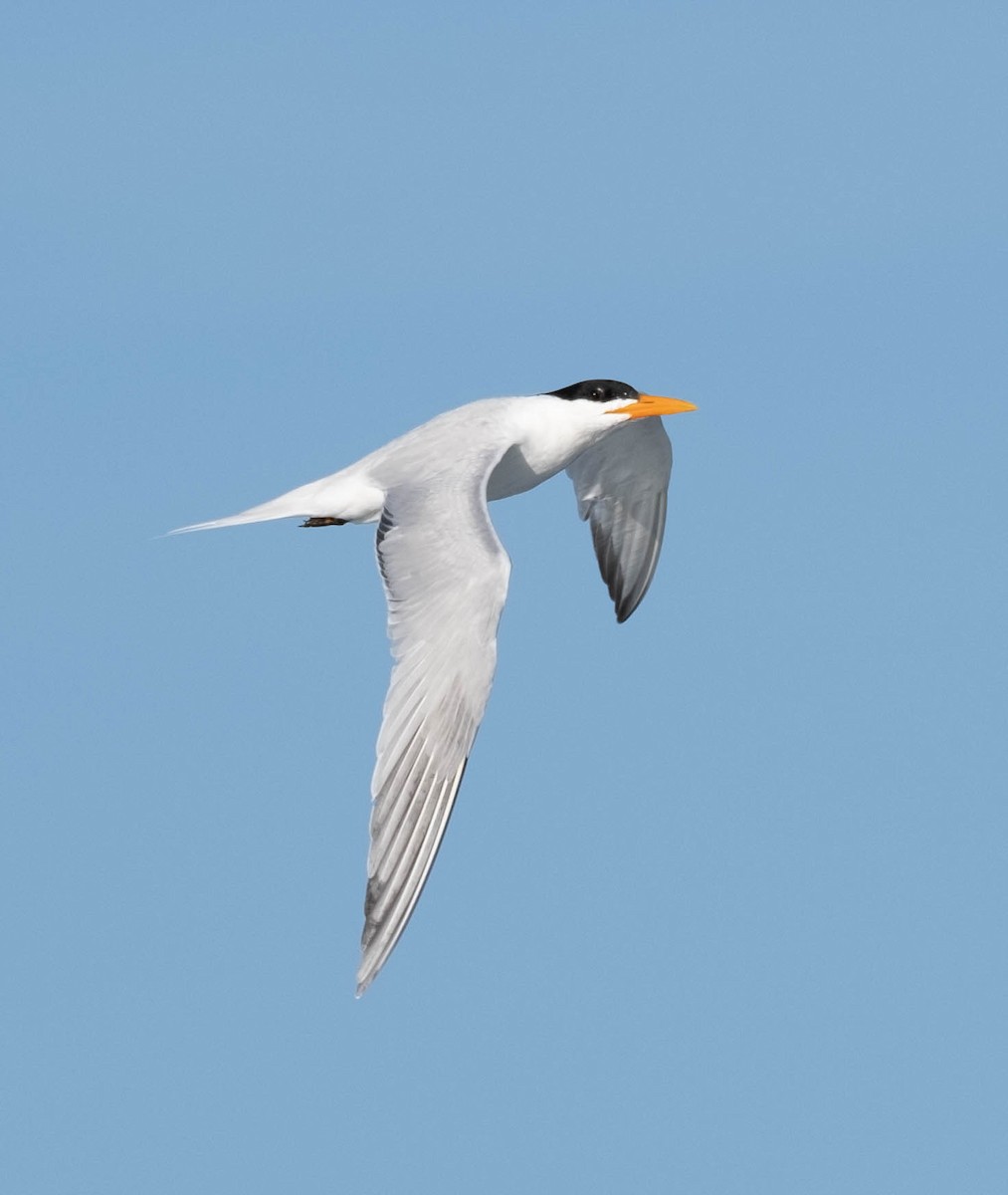 Royal Tern - Frank Guenther