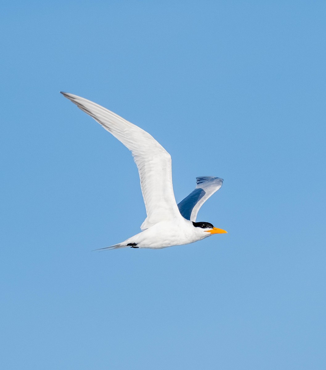 Royal Tern - ML332604471