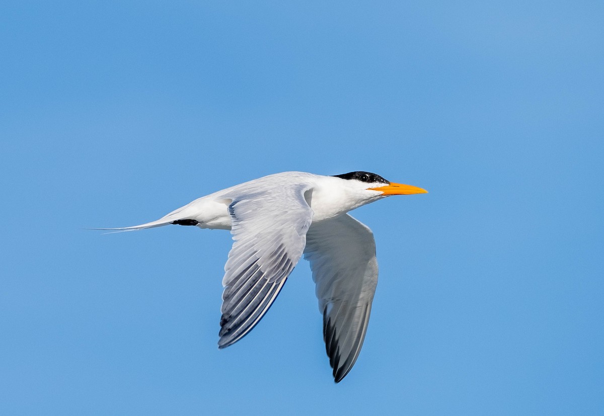 Royal Tern - Frank Guenther