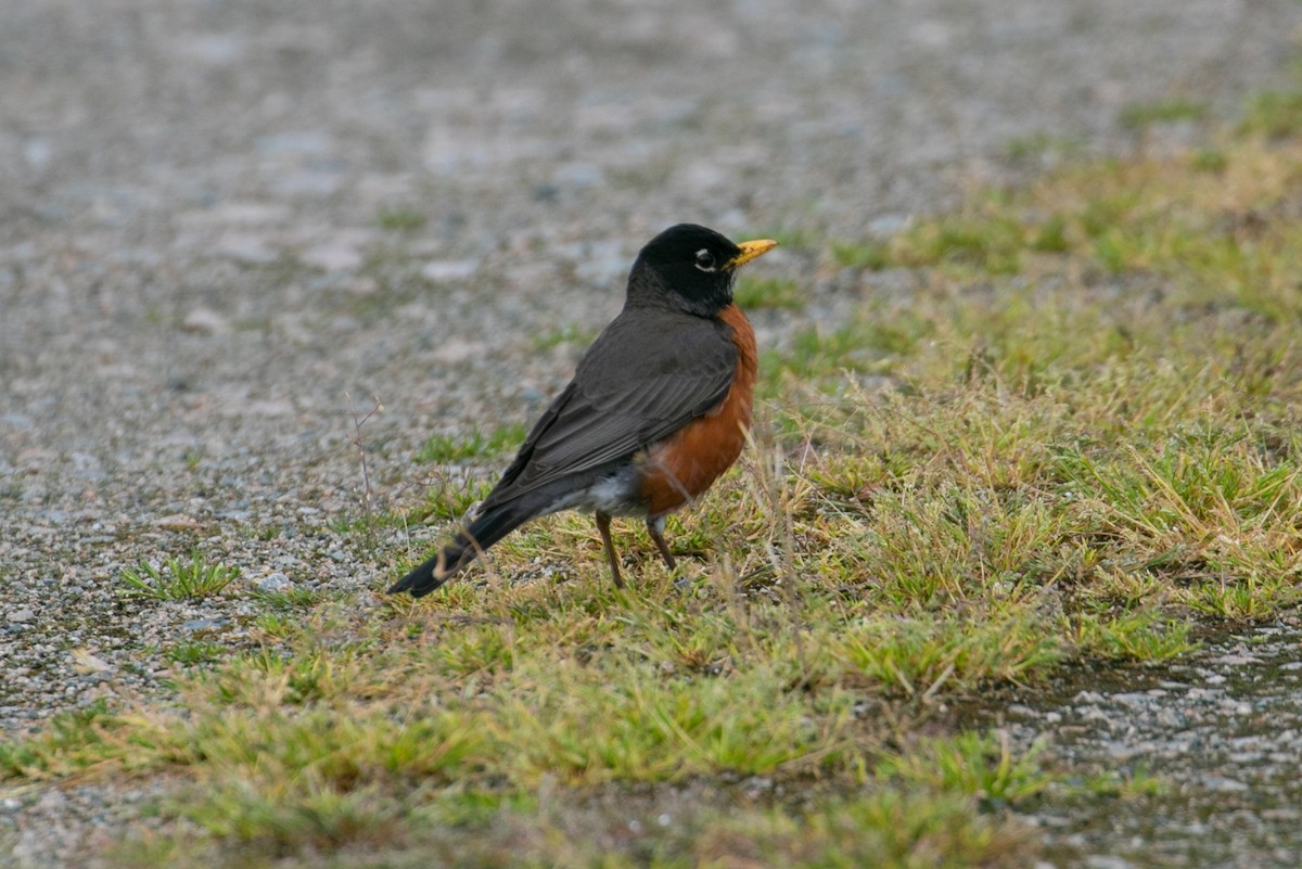 American Robin - ML332606251