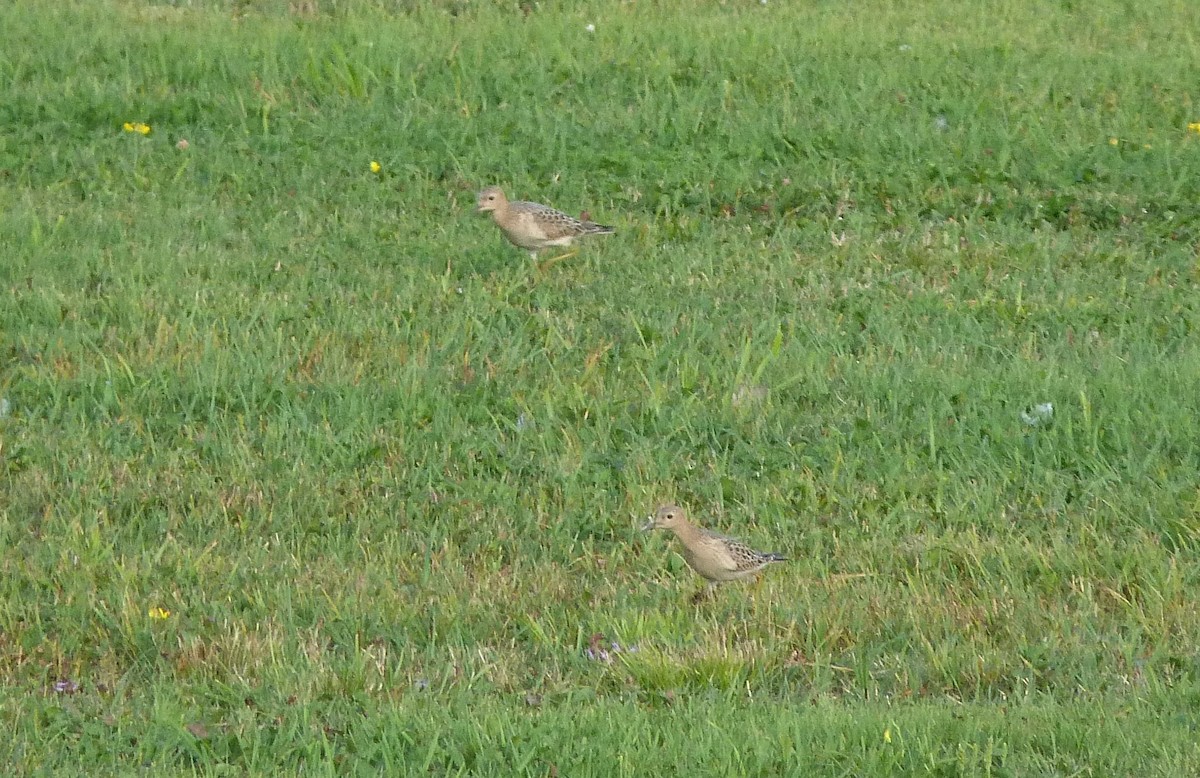 Buff-breasted Sandpiper - ML33260701