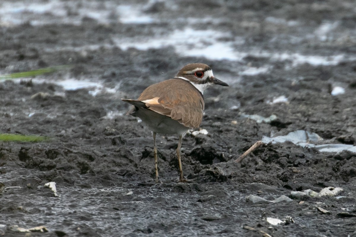 Killdeer - John Reynolds