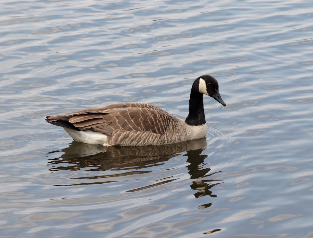 Canada Goose - ML332607871