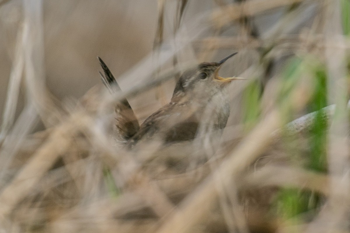 Marsh Wren - ML332607951
