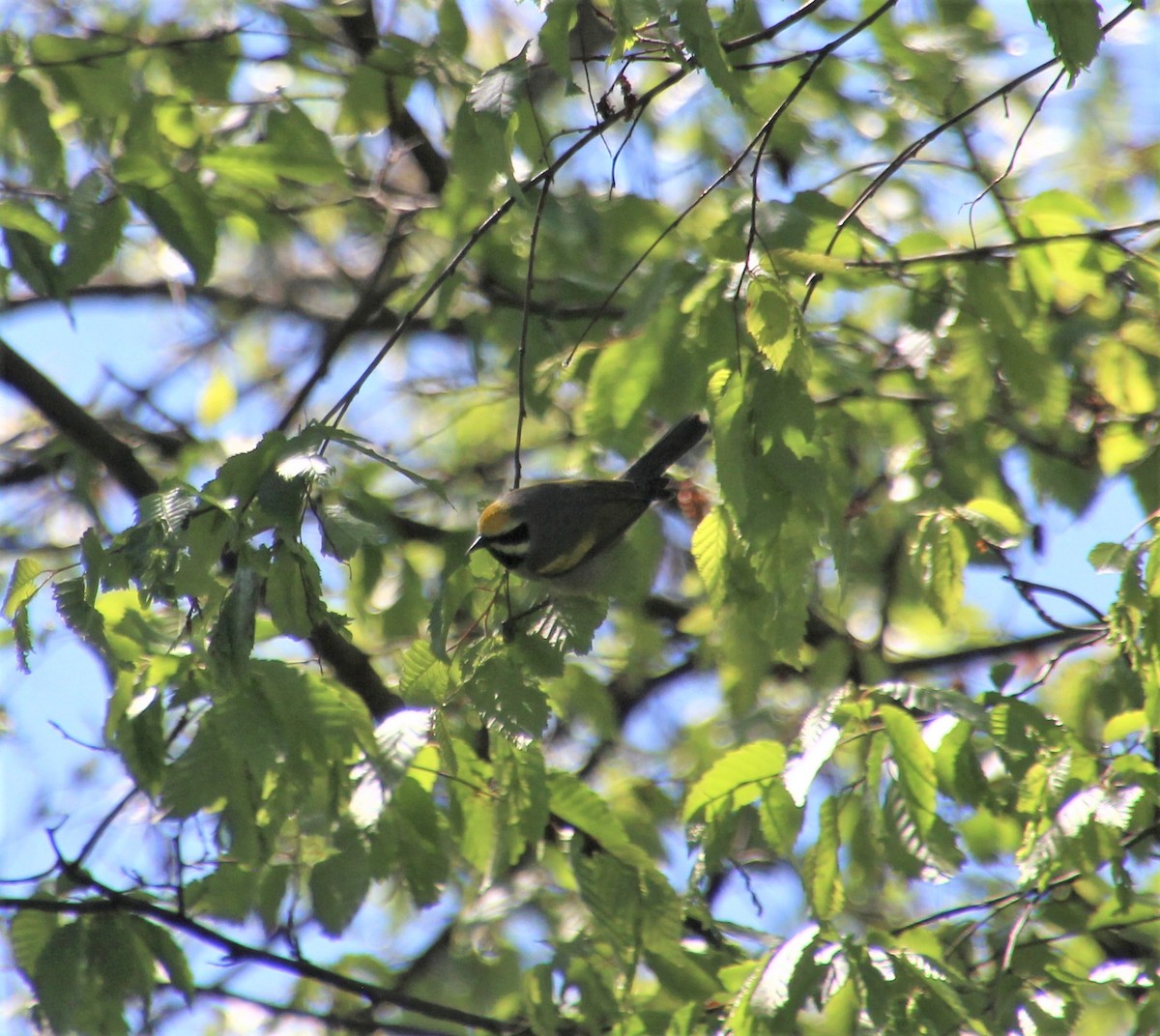 gullvingeparula - ML332608441