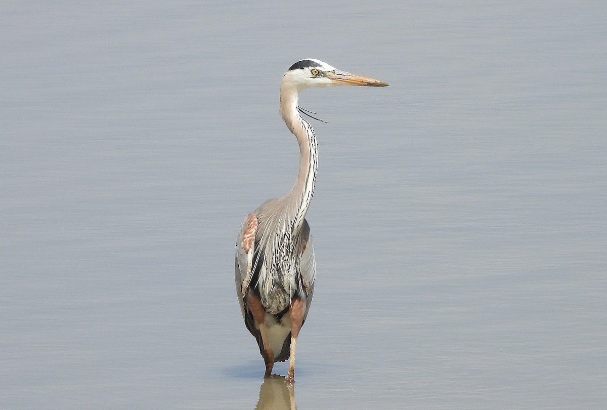 Great Blue Heron - Glenn Pearson