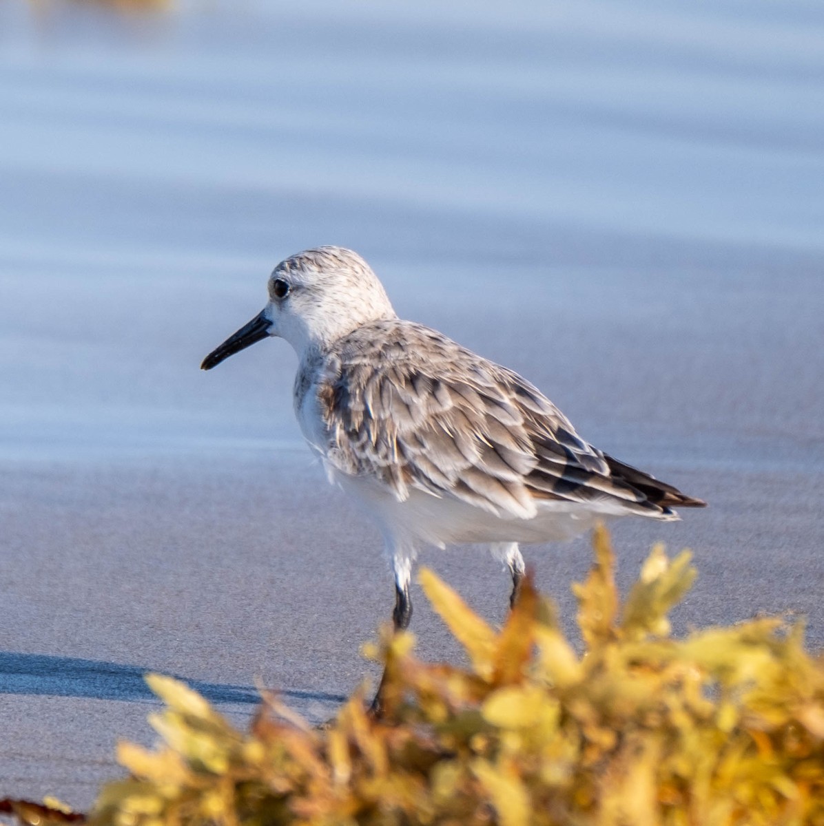 Bécasseau sanderling - ML332608561