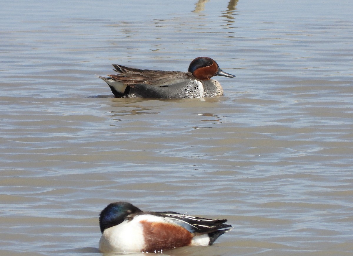 Green-winged Teal - ML332609441