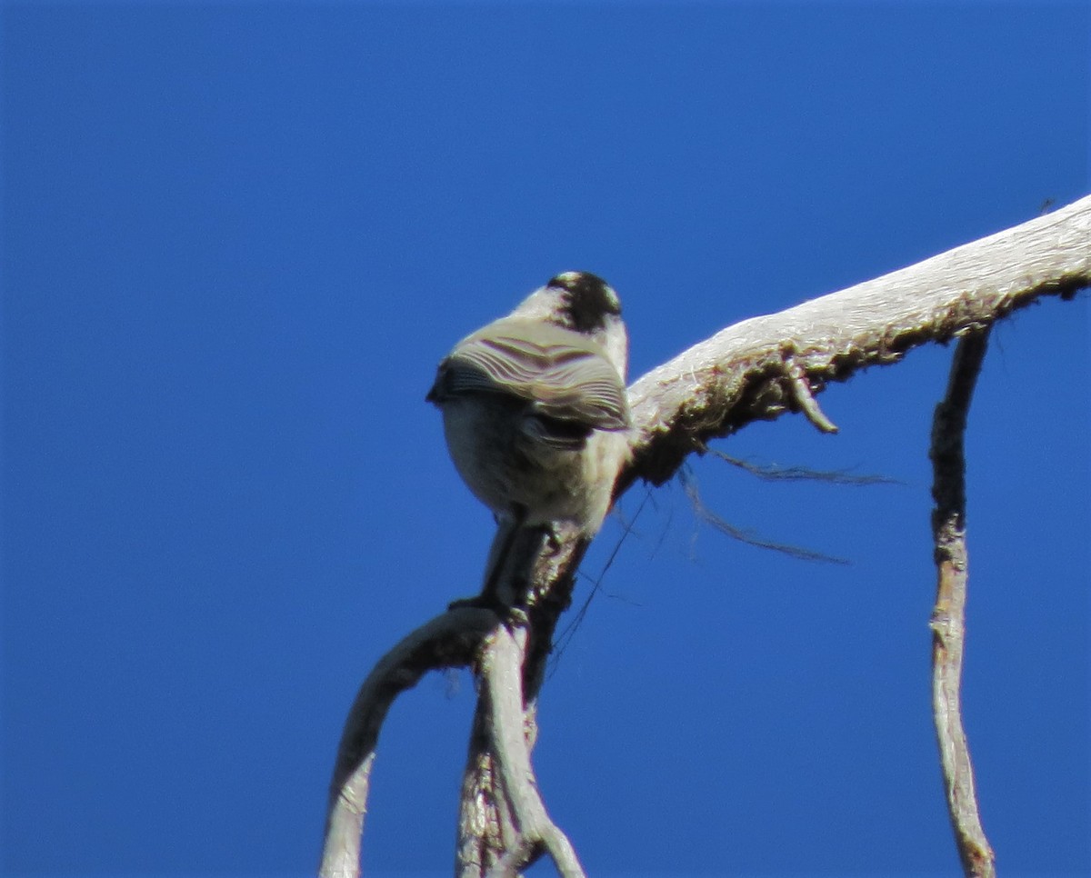 Mountain Chickadee - ML33260951