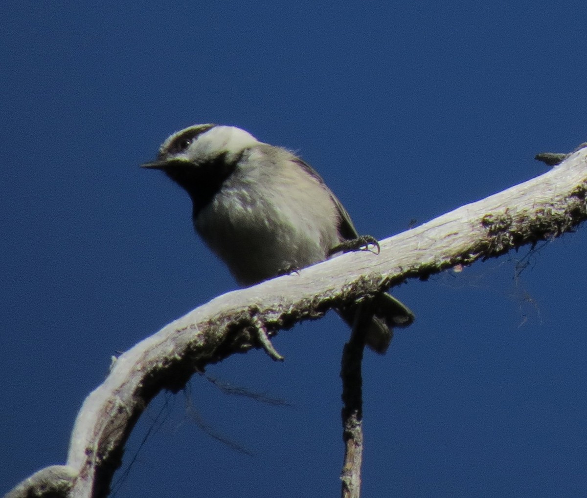 Mountain Chickadee - Matthew Hunter