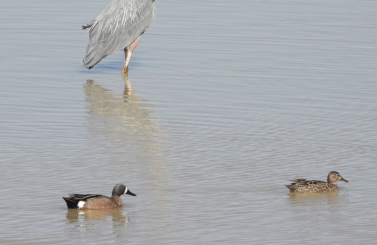 Blue-winged Teal - Glenn Pearson