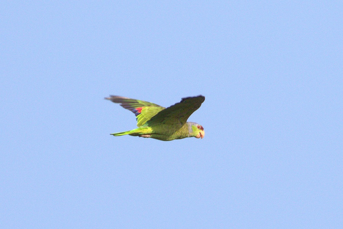 Lilac-crowned Parrot - Joel Barrett