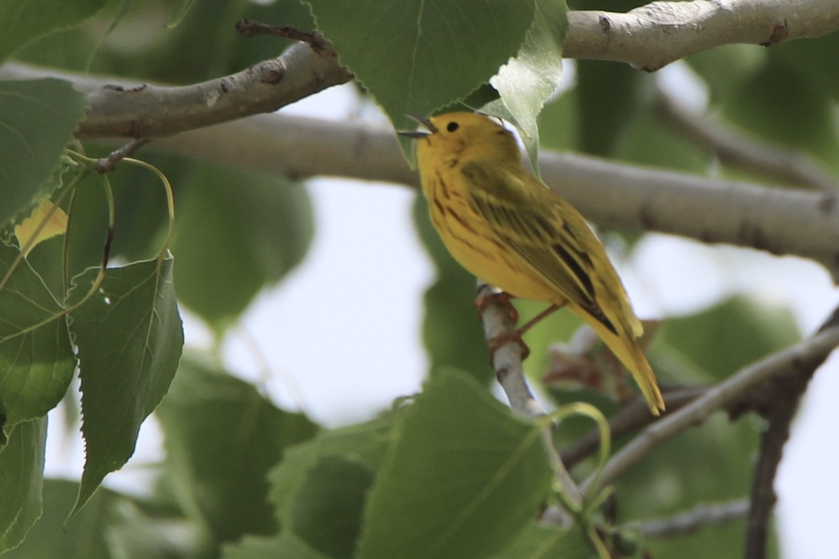 Northern Yellow Warbler - ML332610811