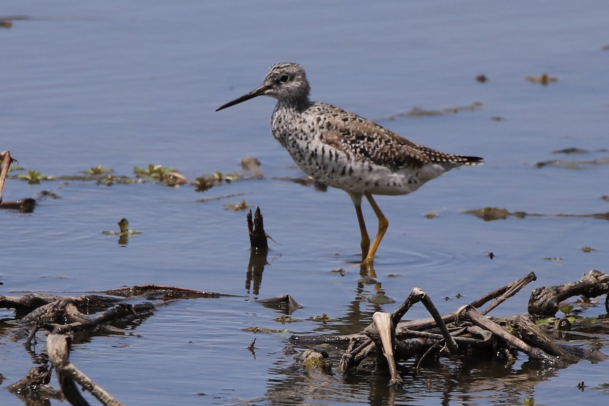 オオキアシシギ - ML332611431