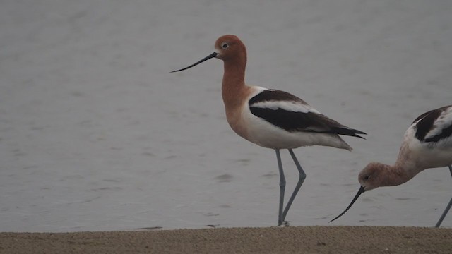 American Avocet - ML332612391