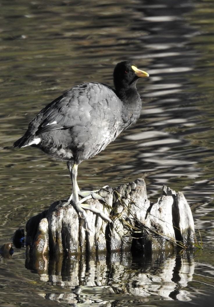 White-winged Coot - ML332613851