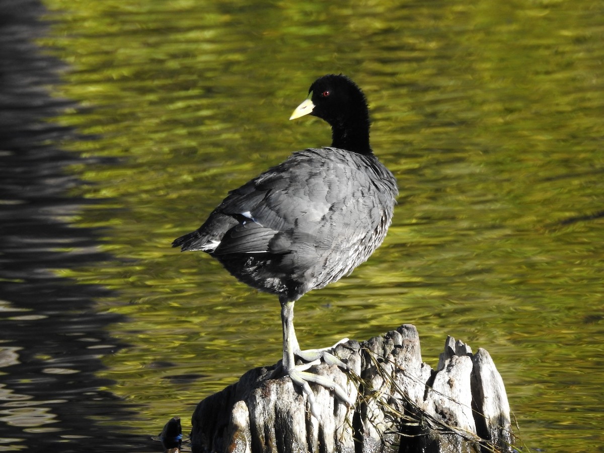 White-winged Coot - ML332613861