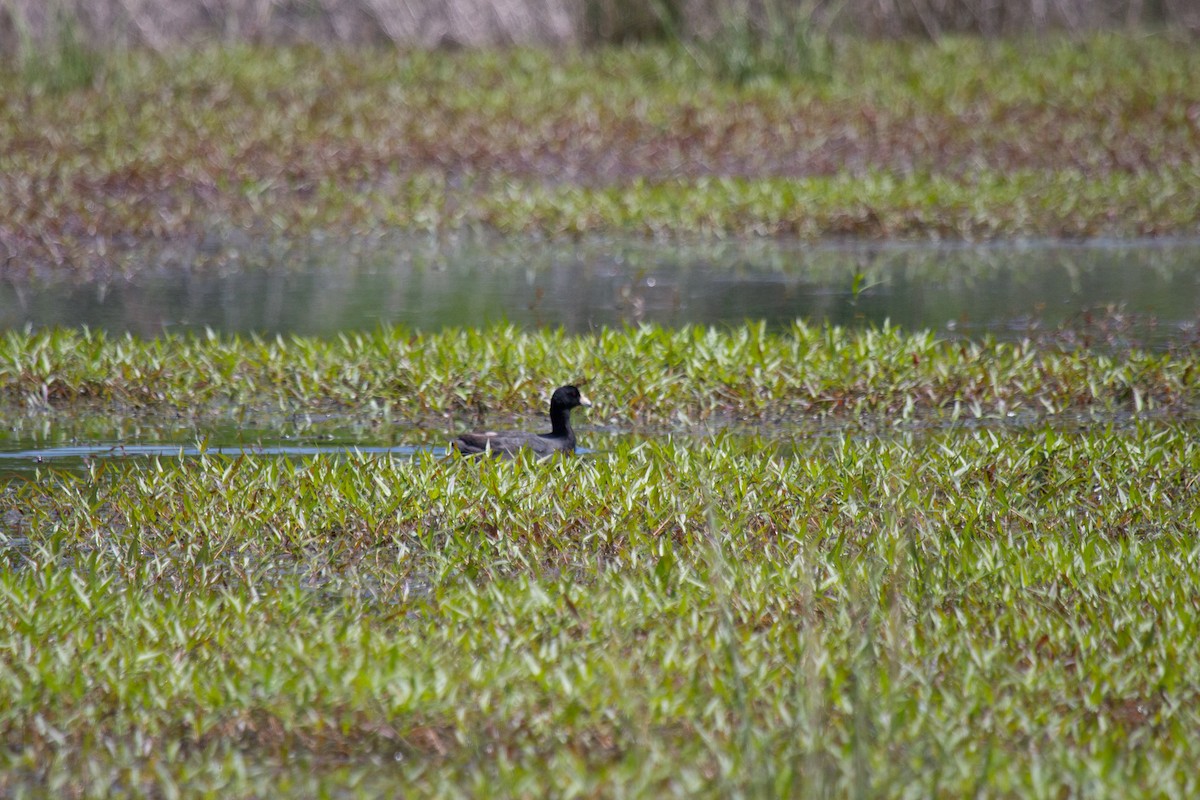 American Coot - ML332615881