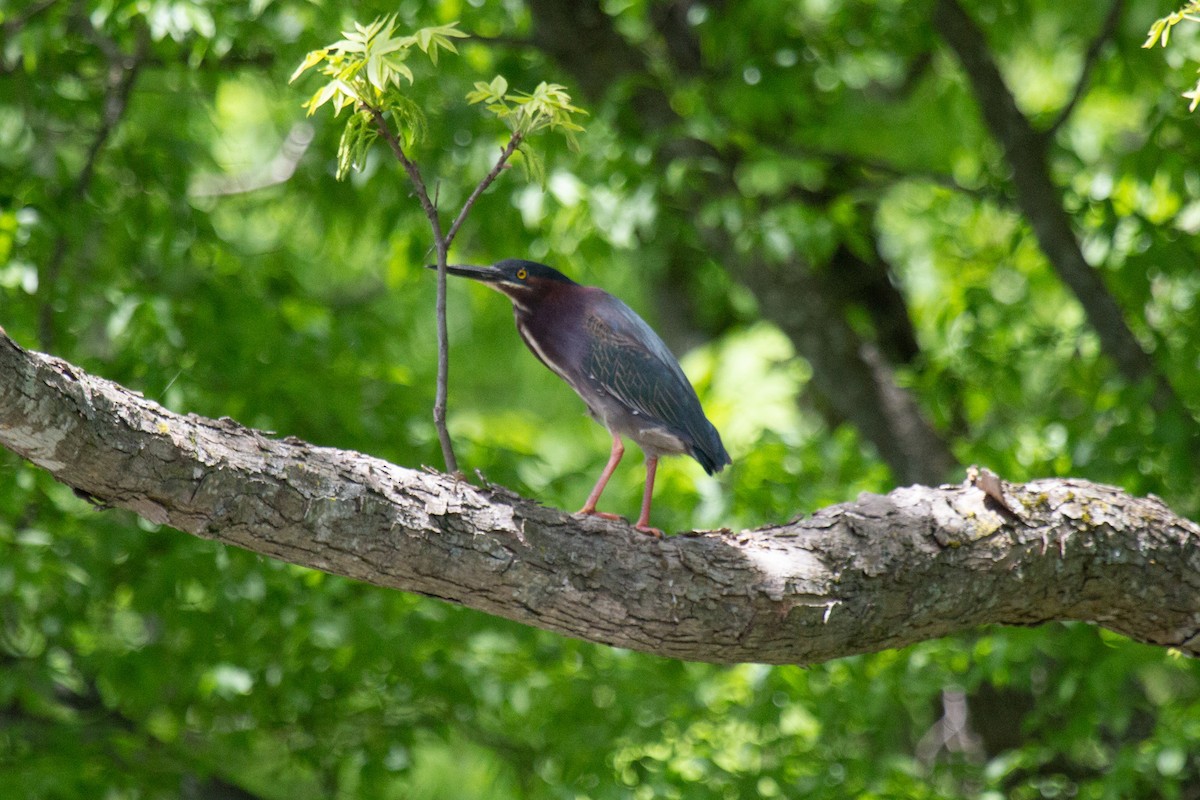 Green Heron - Christie Bass