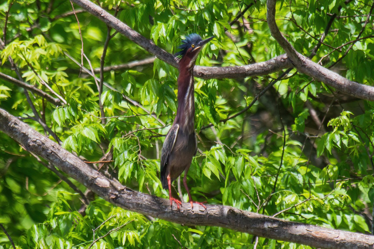 Green Heron - Christie Bass