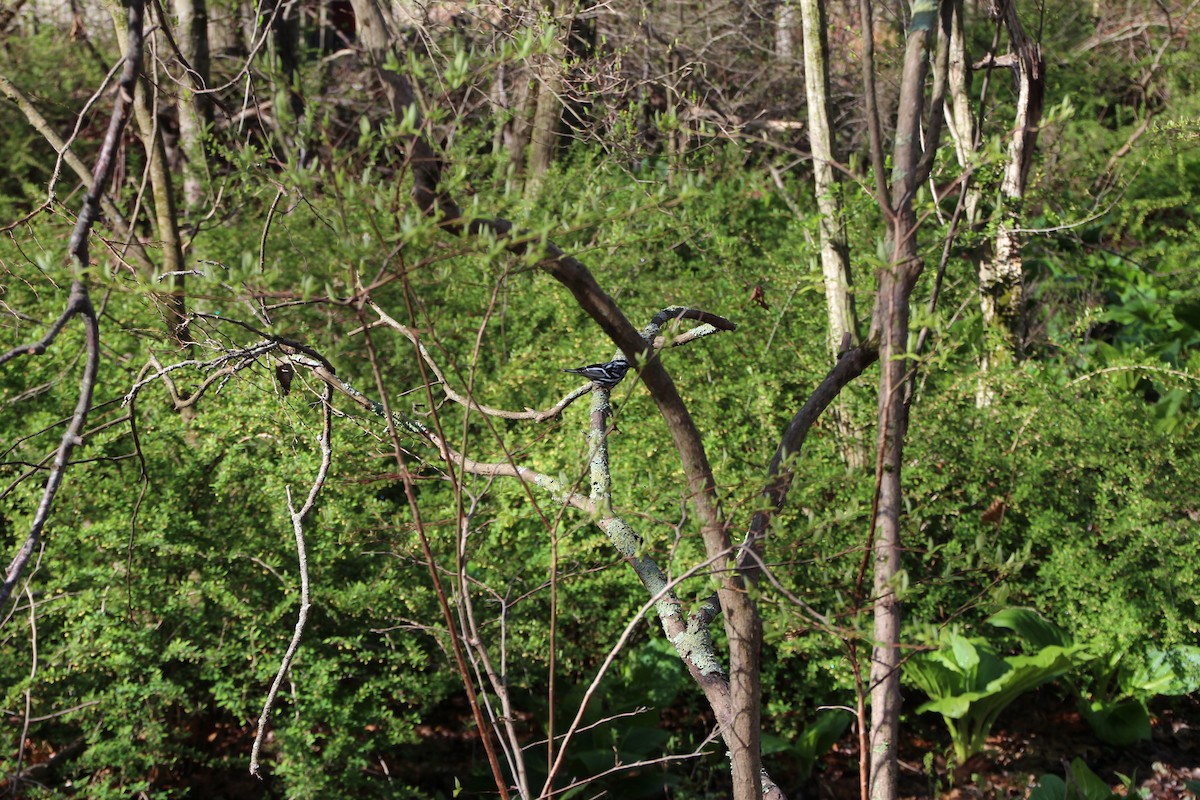 Black-and-white Warbler - ML332617041