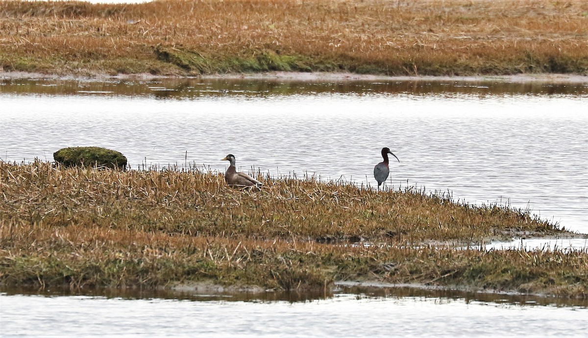 ibis hnědý - ML332618421