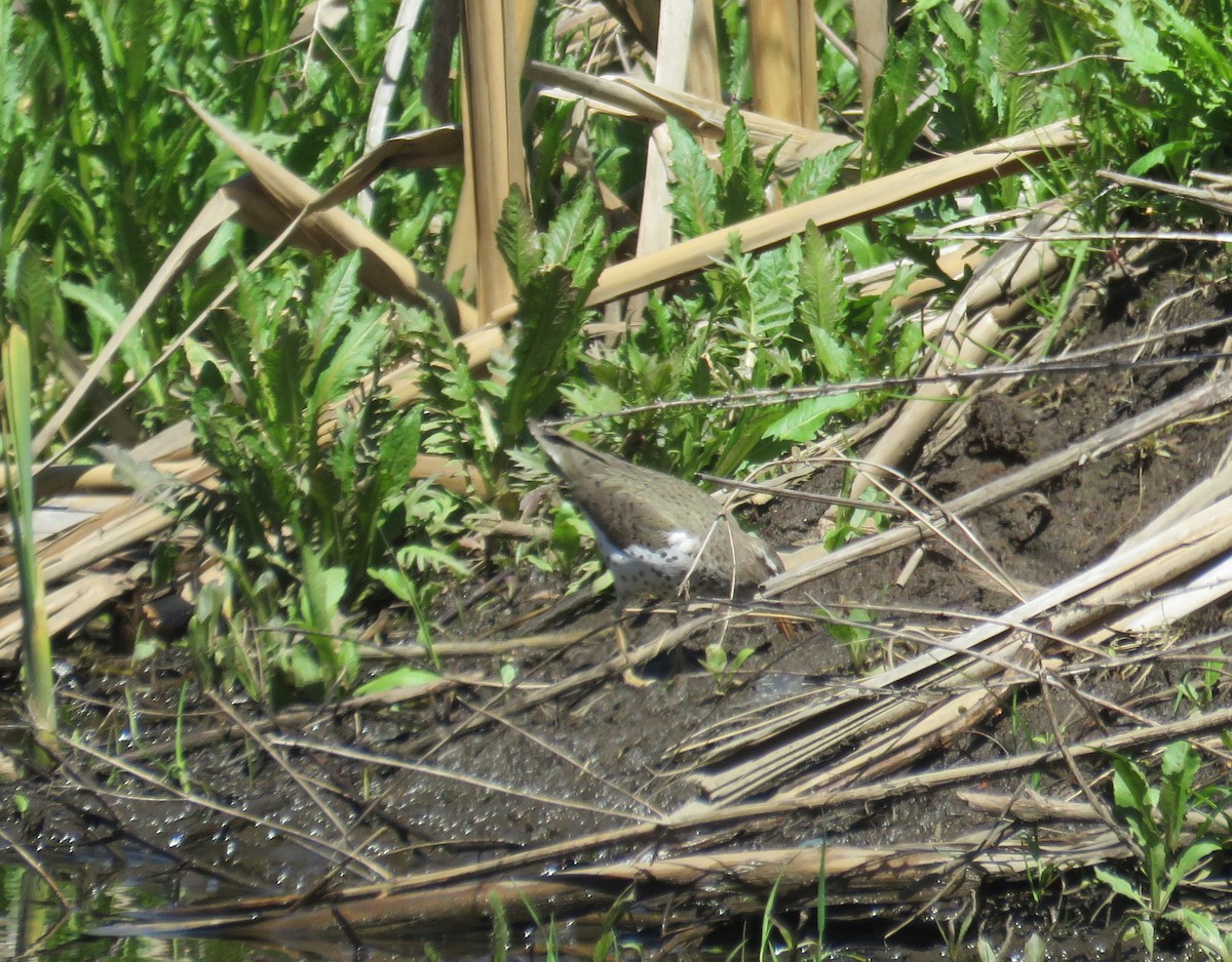 flekksnipe - ML332618971