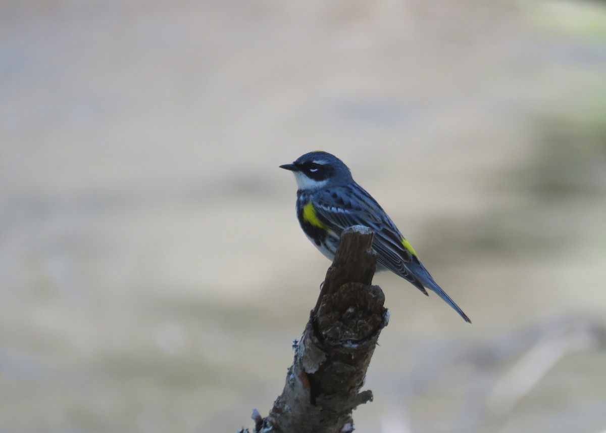 myrteparula - ML332619501