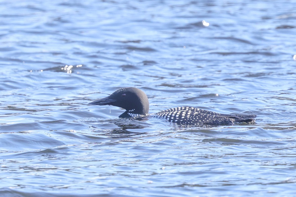 Common Loon - ML332619871