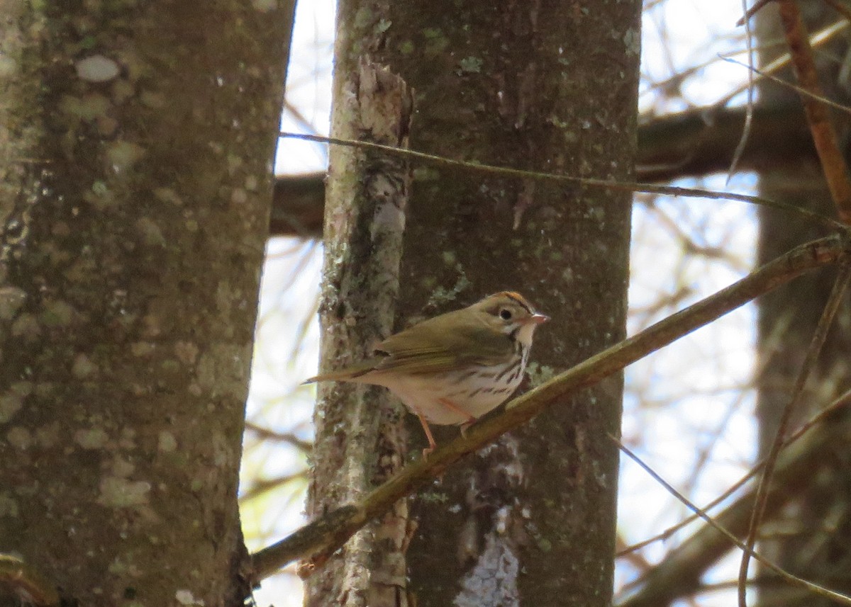 ovnparula - ML332620541