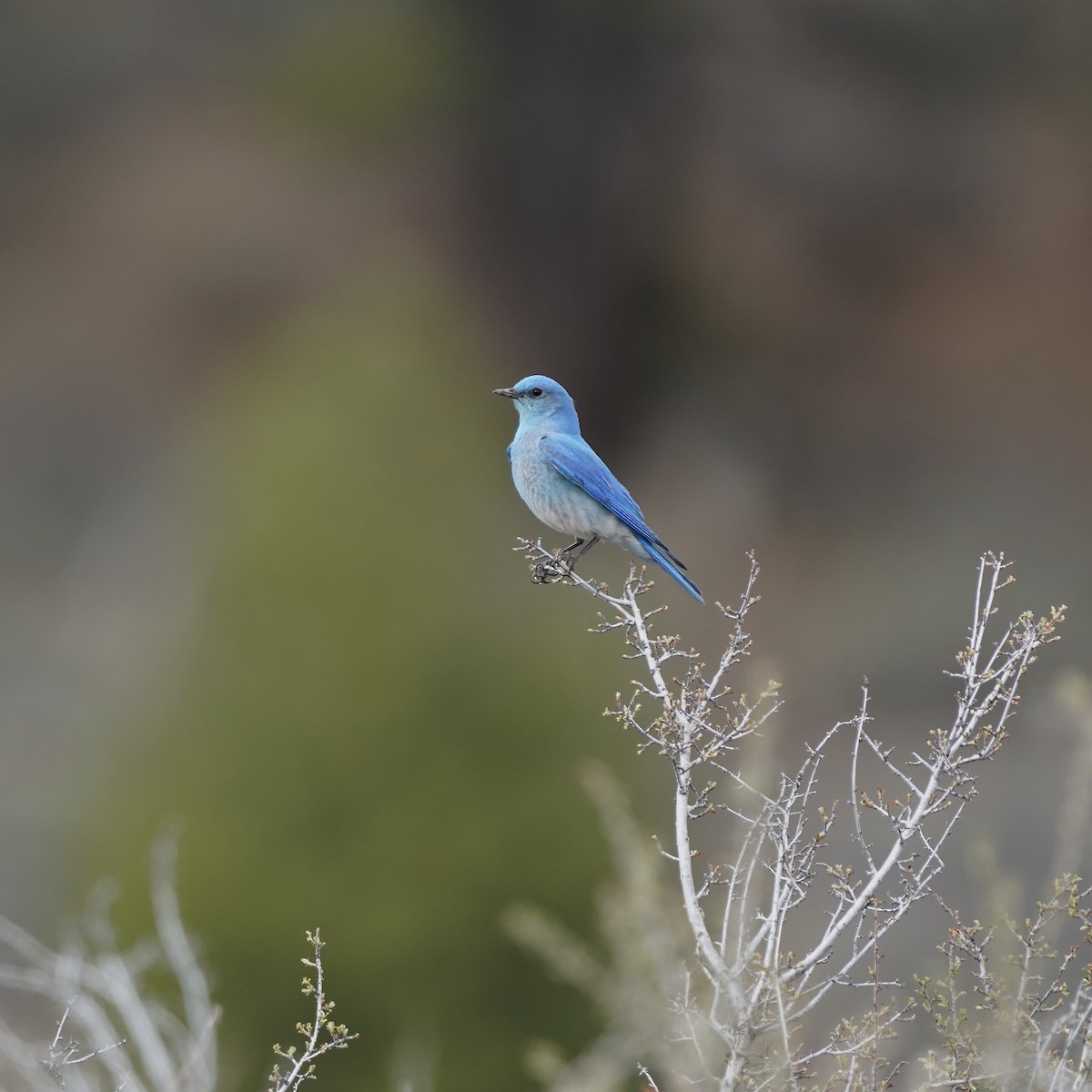 Mountain Bluebird - ML332620861