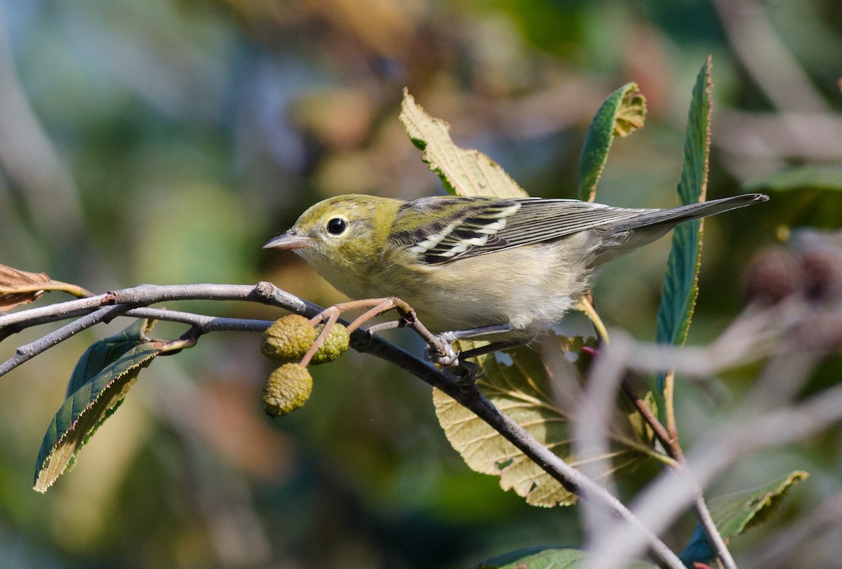 Bay-breasted Warbler - Alix d'Entremont