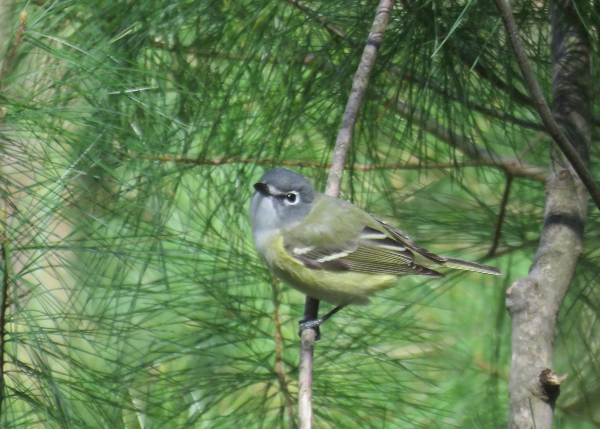 eremittvireo - ML332622981