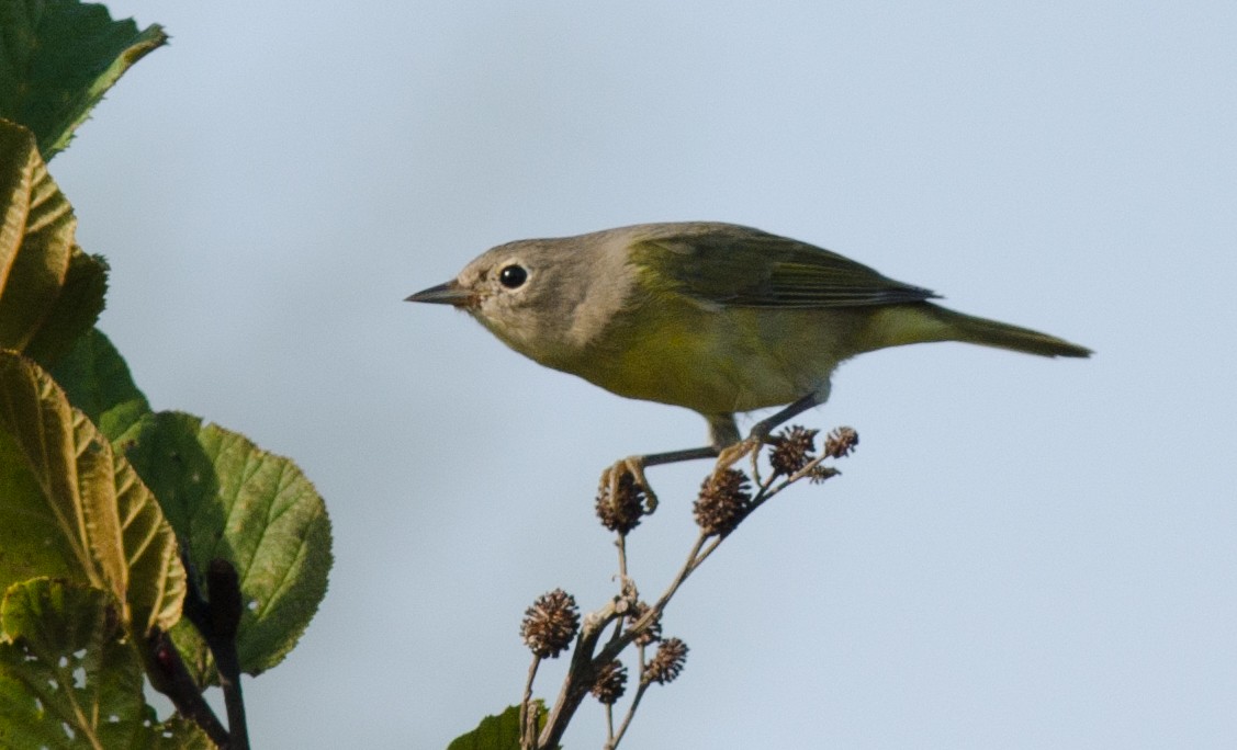 Nashville Warbler - Alix d'Entremont