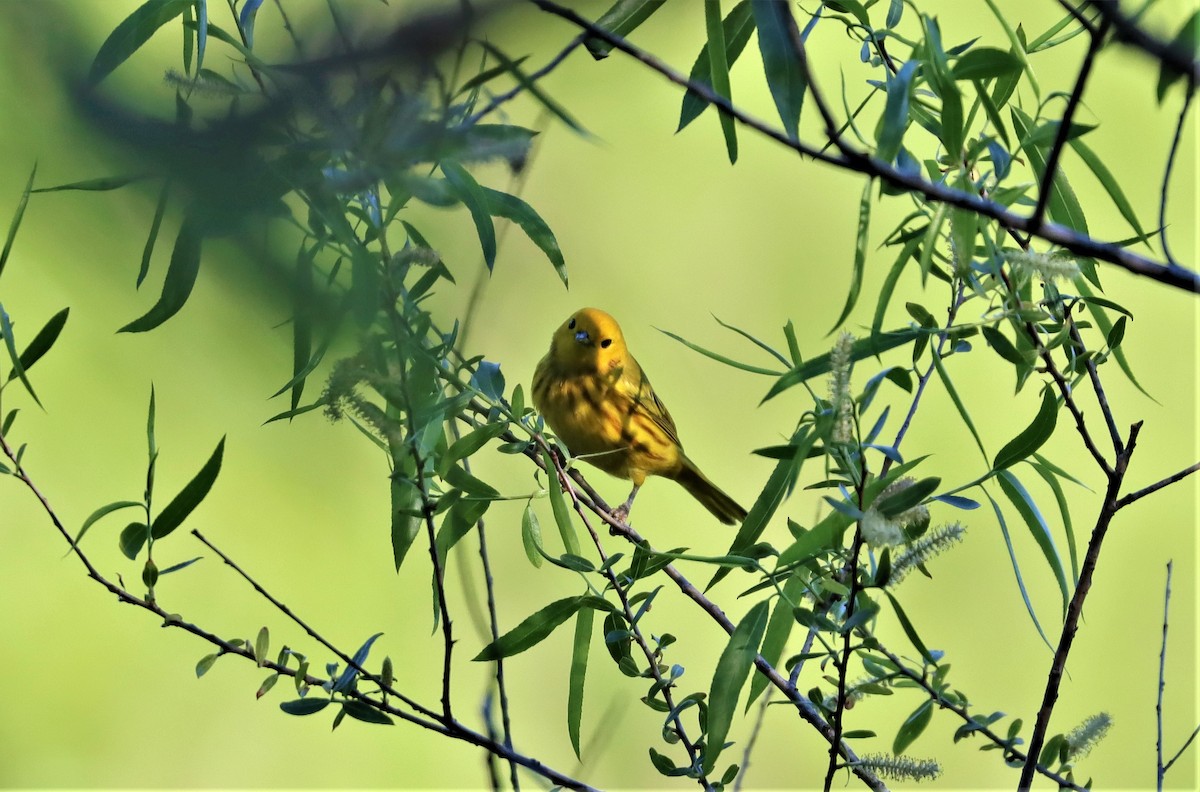 Yellow Warbler - ML332624041
