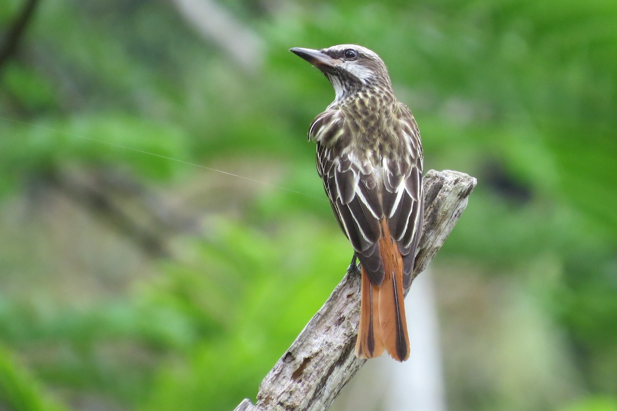 Sulphur-bellied Flycatcher - ML33262611