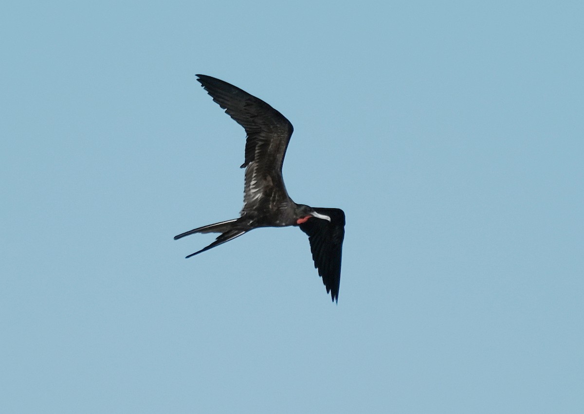 Magnificent Frigatebird - ML332626831