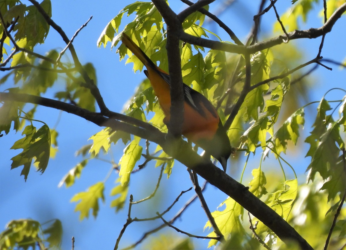 Baltimore Oriole - ML332627551