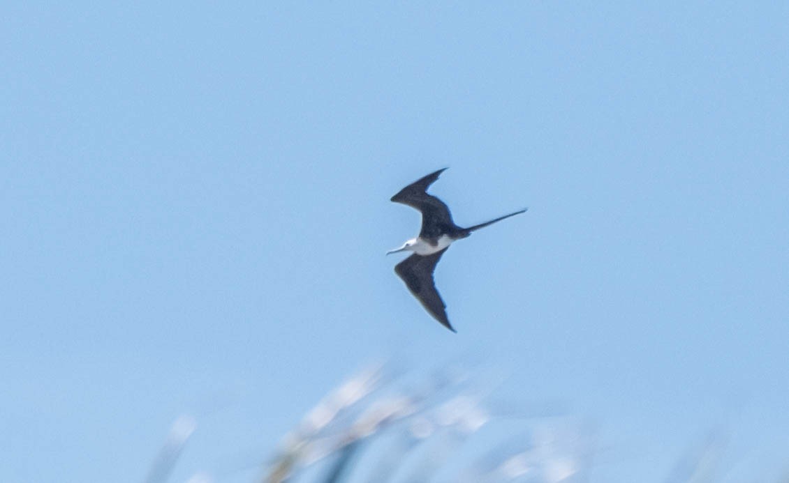 Magnificent Frigatebird - ML332628311