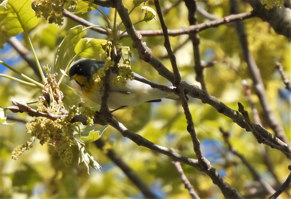 פרולה צפונית - ML332628501