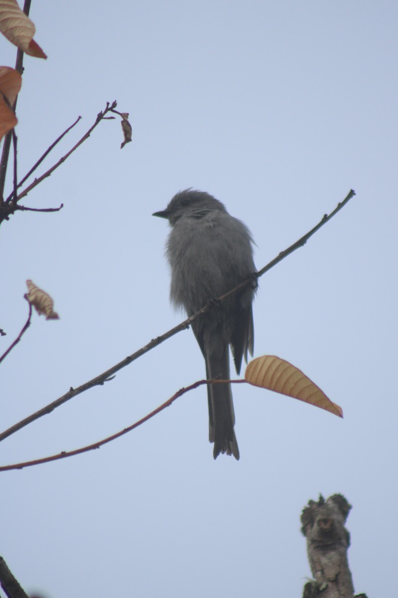 Shear-tailed Gray Tyrant - ML332629211