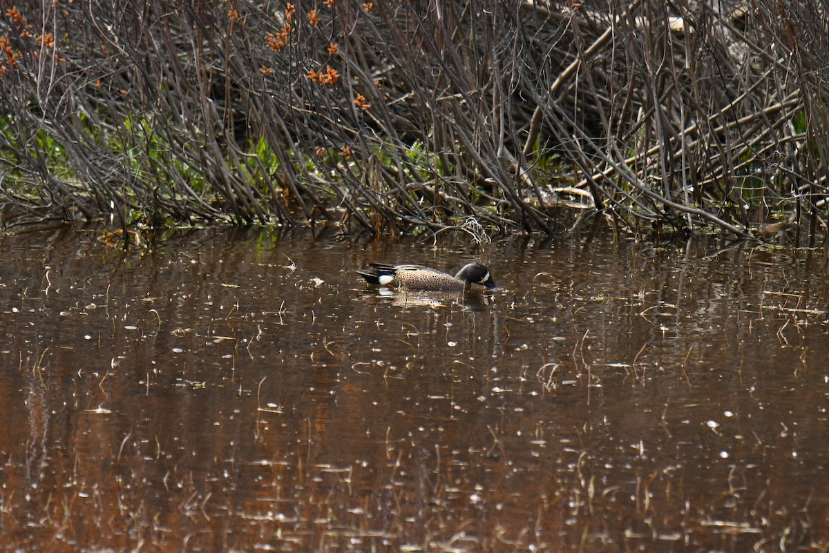 Blue-winged Teal - ML332629731